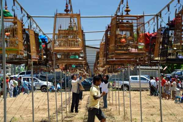 Concorso sonoro uccelli — Foto Stock