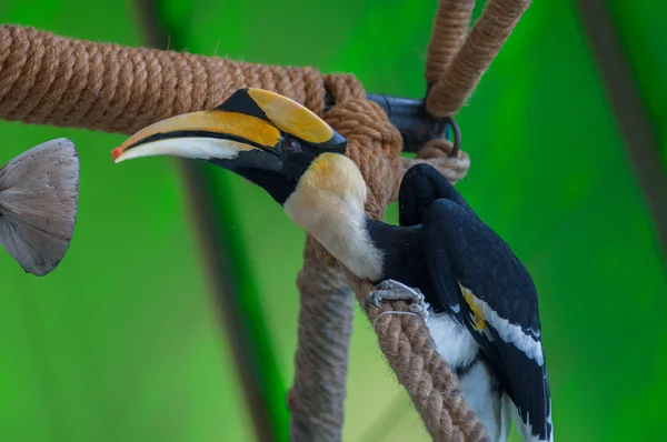 Neushoornvogel — Stockfoto