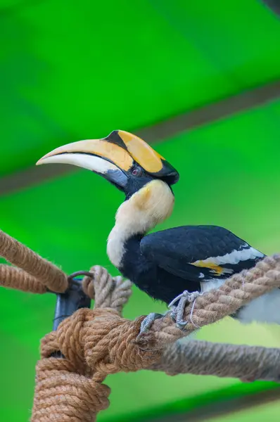 Neushoornvogel — Stockfoto