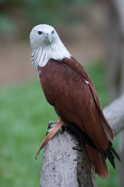 Hawk — Stockfoto