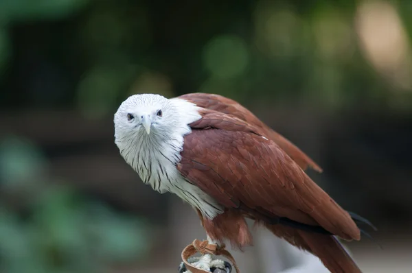 Habicht — Stockfoto