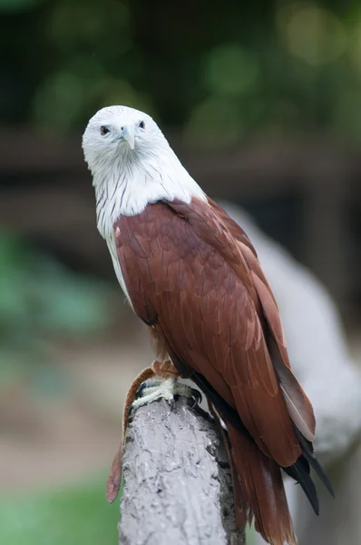 Falcão. — Fotografia de Stock