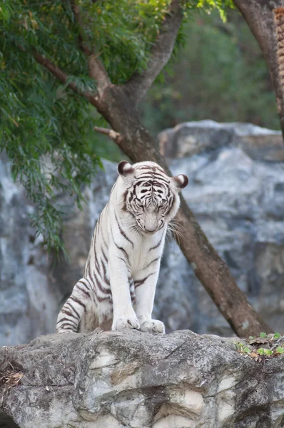 Білий тигр — стокове фото