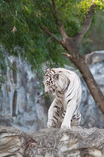 Tigre blanco —  Fotos de Stock