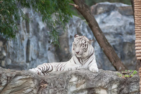 WHITE TIGER — Stock Photo, Image