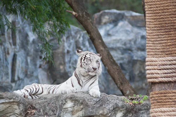 Білий тигр — стокове фото