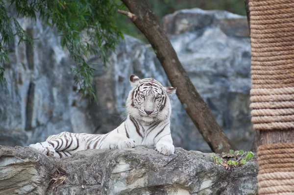 Tigre blanco —  Fotos de Stock