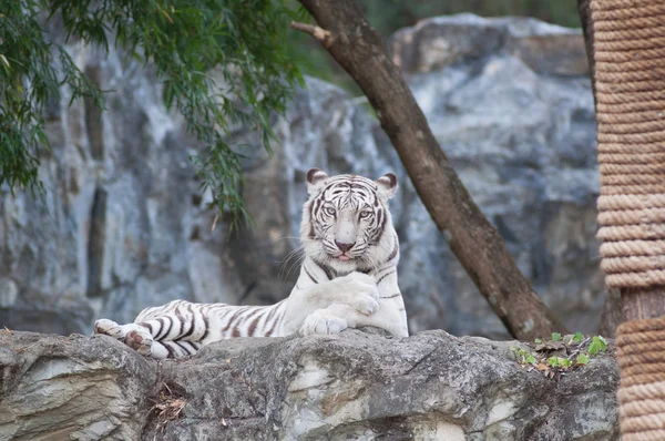 WHITE TIGER — Stock Photo, Image