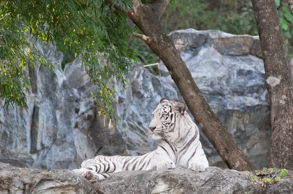 WHITE TIGER — Stock Photo, Image