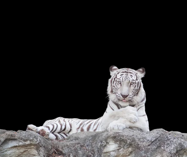 WHITE TIGER — Stock Photo, Image