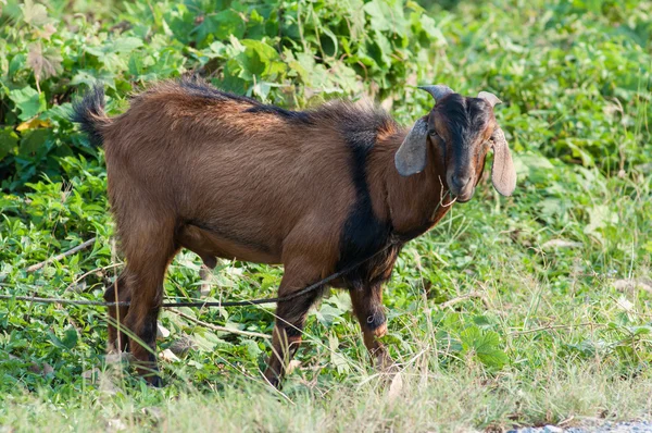 Geit — Stockfoto