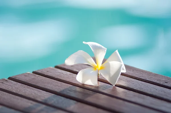 Plumeria — Stockfoto