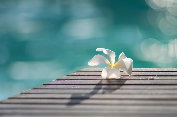 Plumeria — Fotografia de Stock