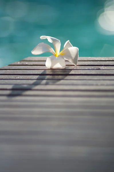 Plumeria — Stockfoto