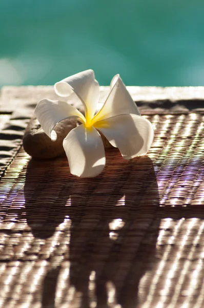 Plumeria — Stockfoto