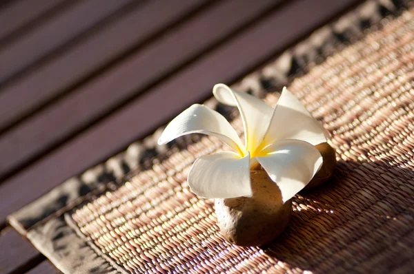 Plumeria — Fotografia de Stock