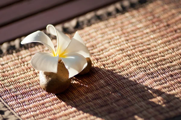 Plumeria — Stockfoto