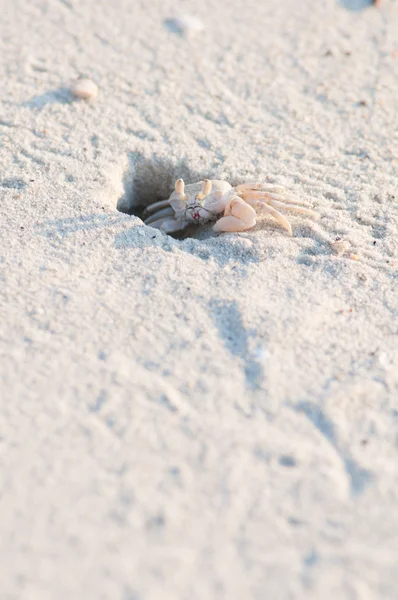 Crab hole — Stock Photo, Image