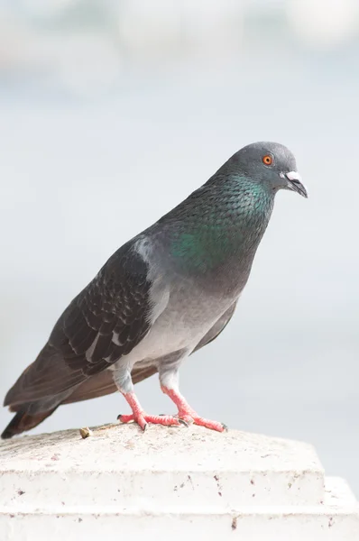 Pombo — Fotografia de Stock