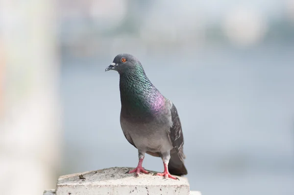 Pombo — Fotografia de Stock