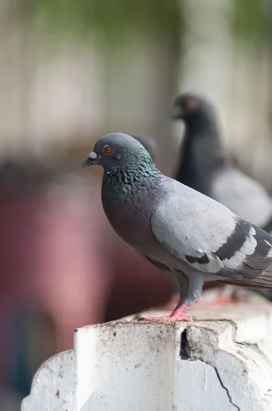 Pombo — Fotografia de Stock