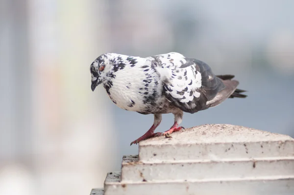 Pombo — Fotografia de Stock