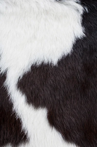 Piel de vaca —  Fotos de Stock