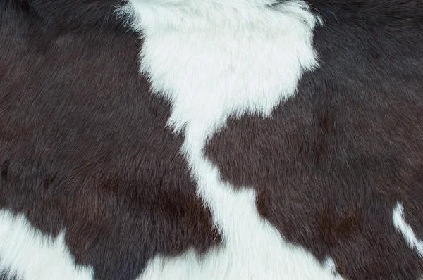 Cow skin — Stock Photo, Image