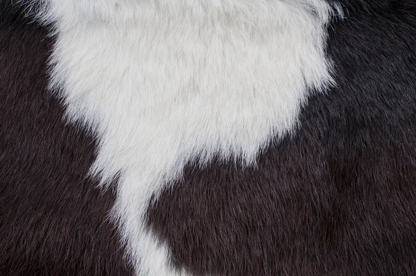 Cow skin — Stock Photo, Image