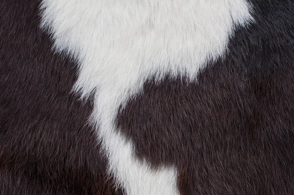 Pele de vaca — Fotografia de Stock