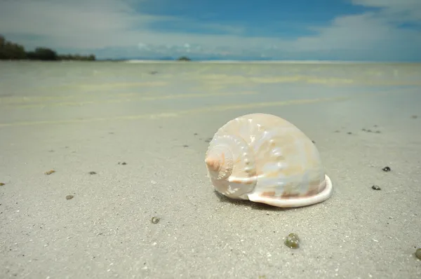 Passera di mare — Foto Stock