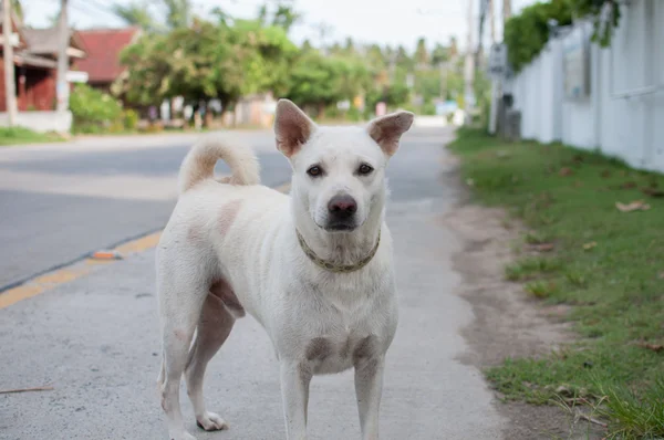 Vit hund — Stockfoto