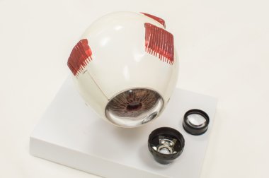göz modeli