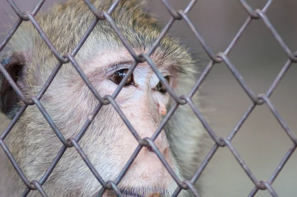 Macaco. — Fotografia de Stock