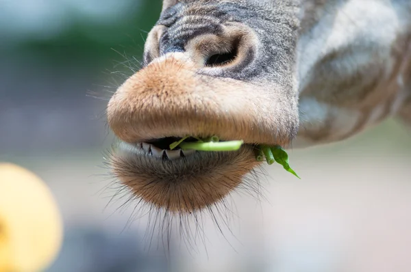 Animais — Fotografia de Stock