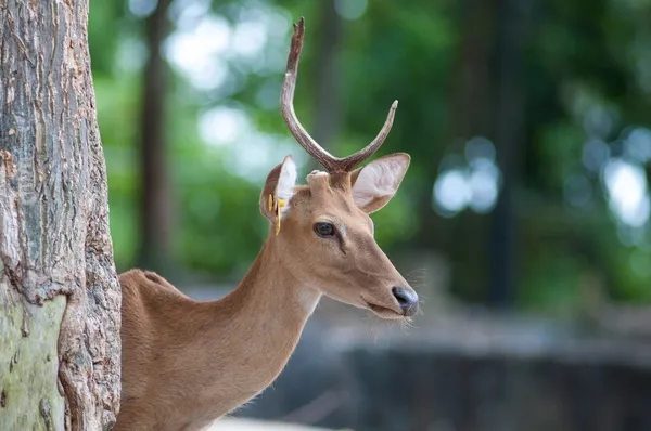 Kära nån. — Stockfoto