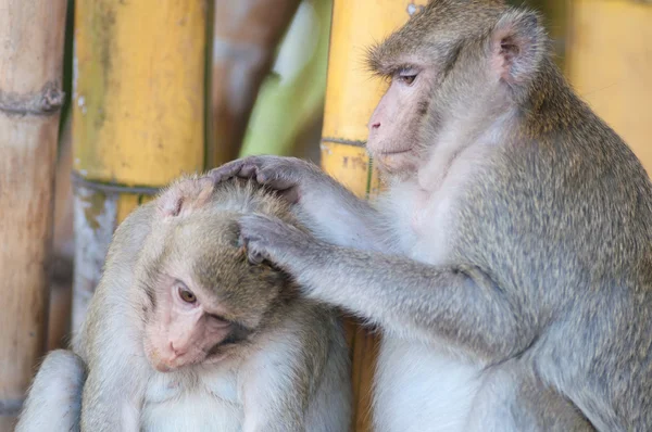 Monkey — Stock Photo, Image