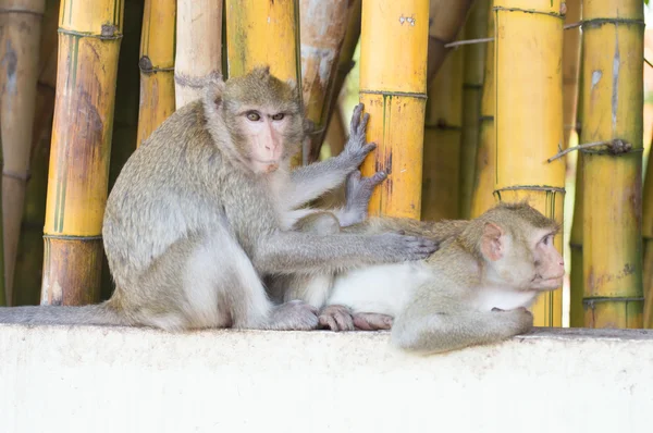 Macaco. — Fotografia de Stock