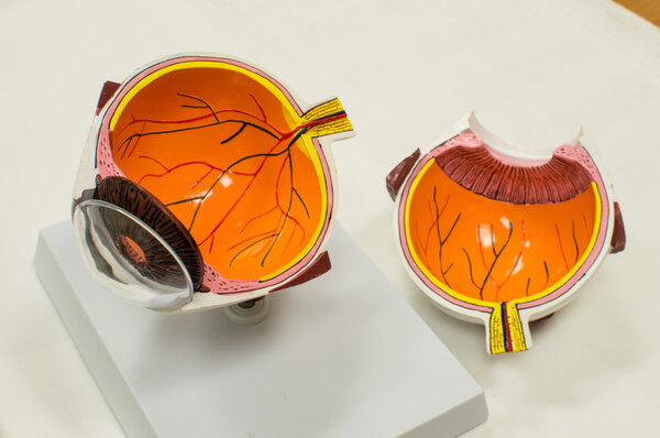 Модель глаз
