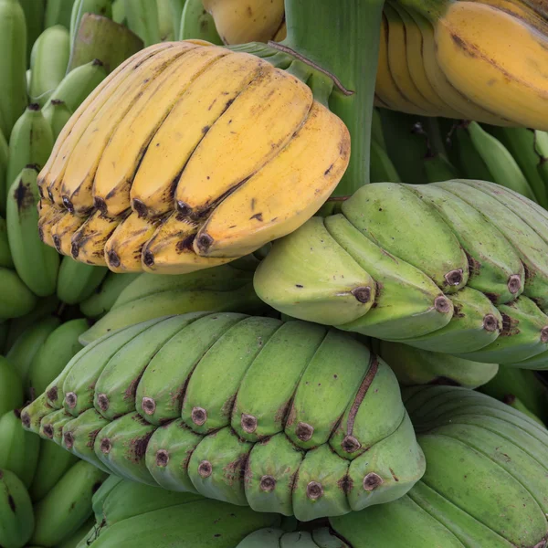 Banana — Fotografia de Stock