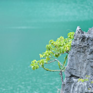 Deniz arka plan ağaç dalına