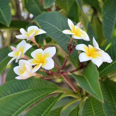 güzel beyaz bir çiçek Tayland