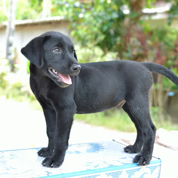 Svart hund — Stockfoto