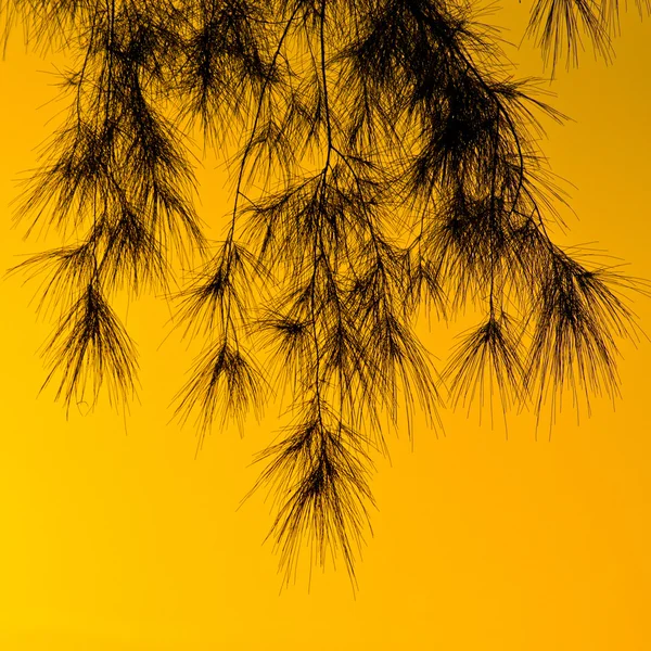 Tramonto e la silhouette delle foglie tropicali — Foto Stock