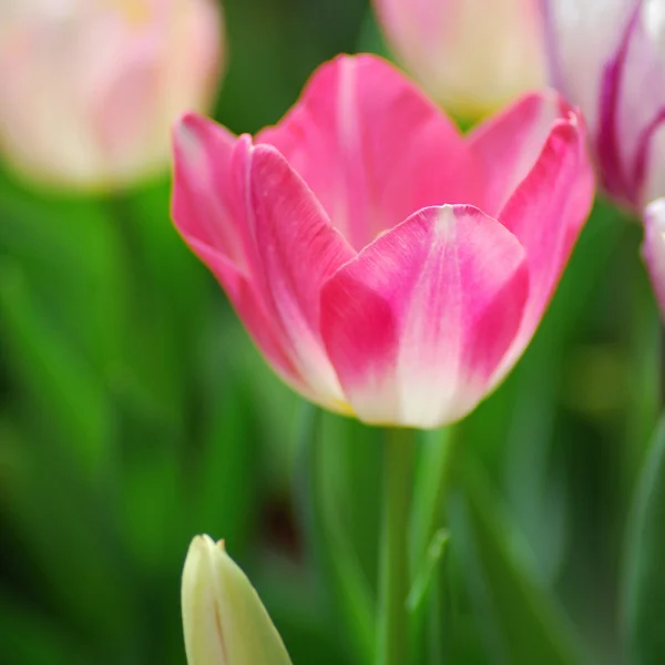 Tulip — Stock Photo, Image