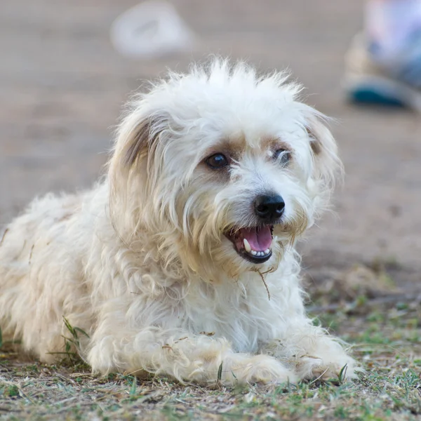 White dog — Stock Photo, Image