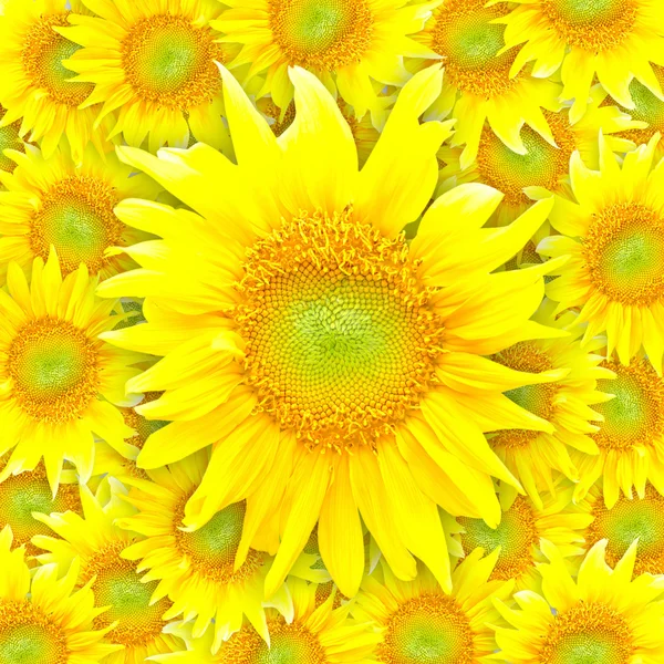 Fiori di girasole — Foto Stock