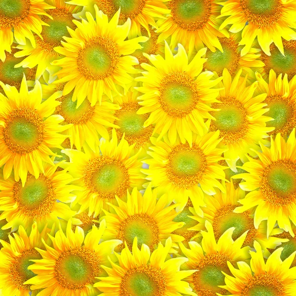 Solen blommor — Stockfoto