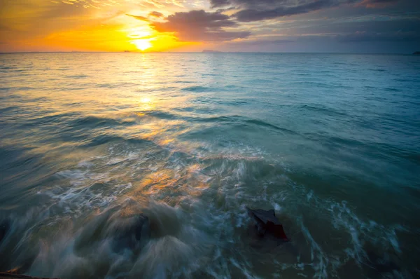 Passera di mare — Foto Stock