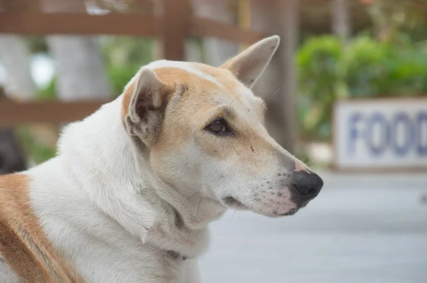 Straßenhund — Stockfoto